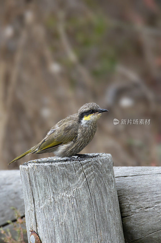 黄脸蜜蛉(Caligavis chrysops)